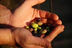 manciata di olive taggiasche